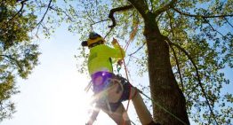 What Does a Tree Service Do