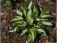 The 10 Best Hosta Plants to Buy This Season