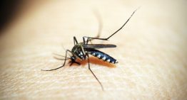 Mosquitoes and Worldwide Disease