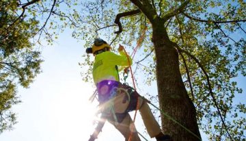 What Does a Tree Service Do