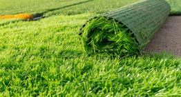 Real Grass Vs. Fake Grass – Choose the Artificial Grass