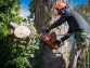 6 Tree Removal Mistakes You Should Avoid
