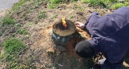 What are the ways to remove a tree stump?