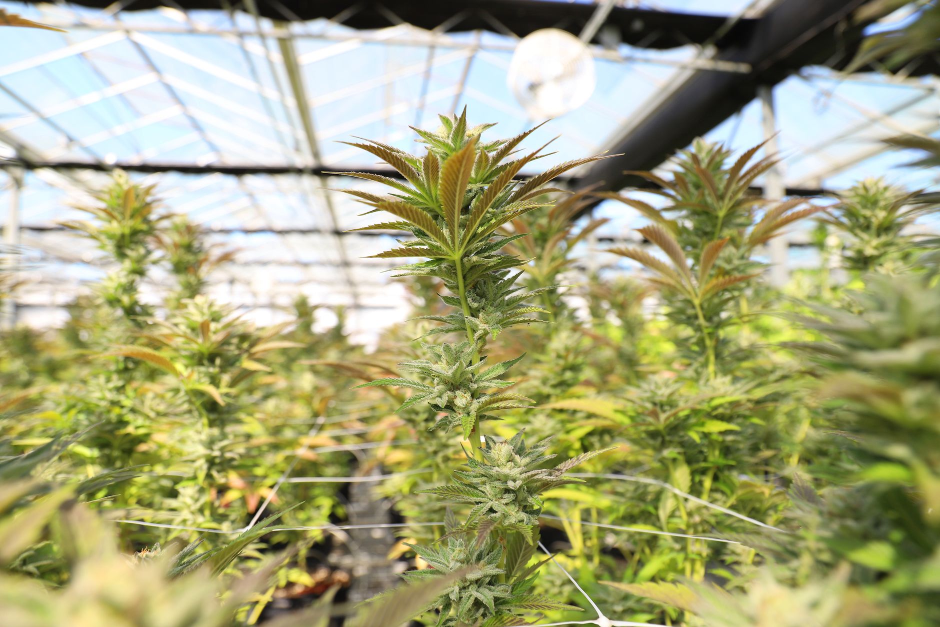carbon dioxide-fixing strains